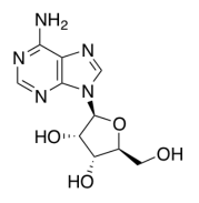 L-腺苷